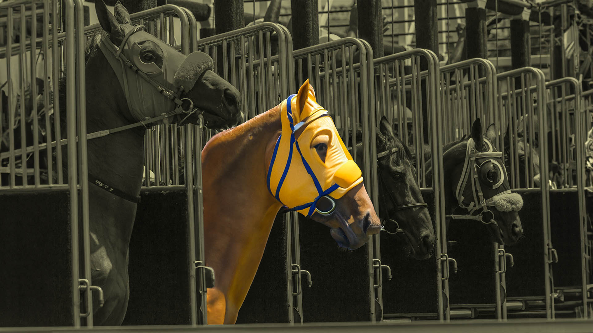 Canadianlisted Golden Horse saddles up for run on ASX ShareCafe