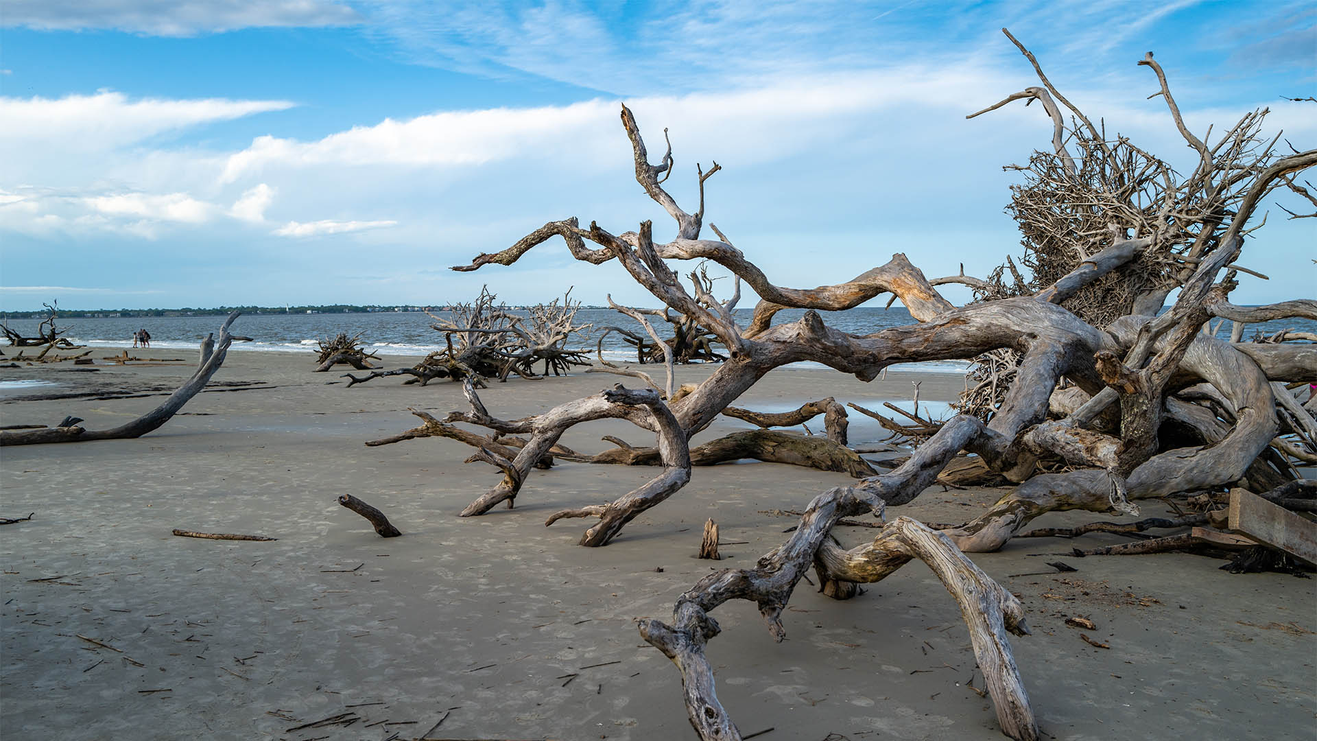 Dry trees on the sandy shore of a wide beach against the backdrop of a cloudy sky, Driftwood Beach, Jekyll Island, Georgia, USA