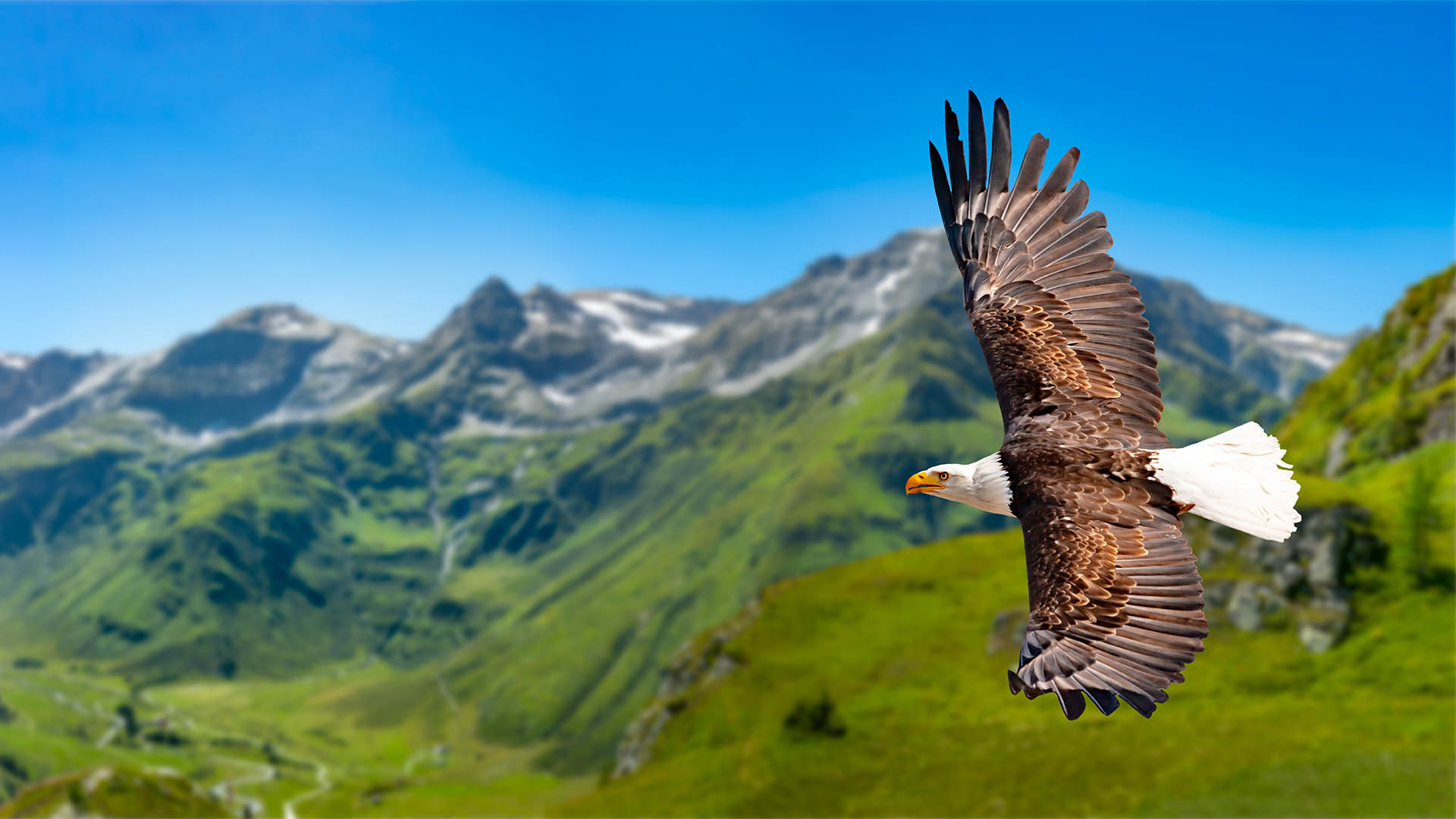 Eagle flies at high altitude with wings spread out on a sunny day in the mountains.