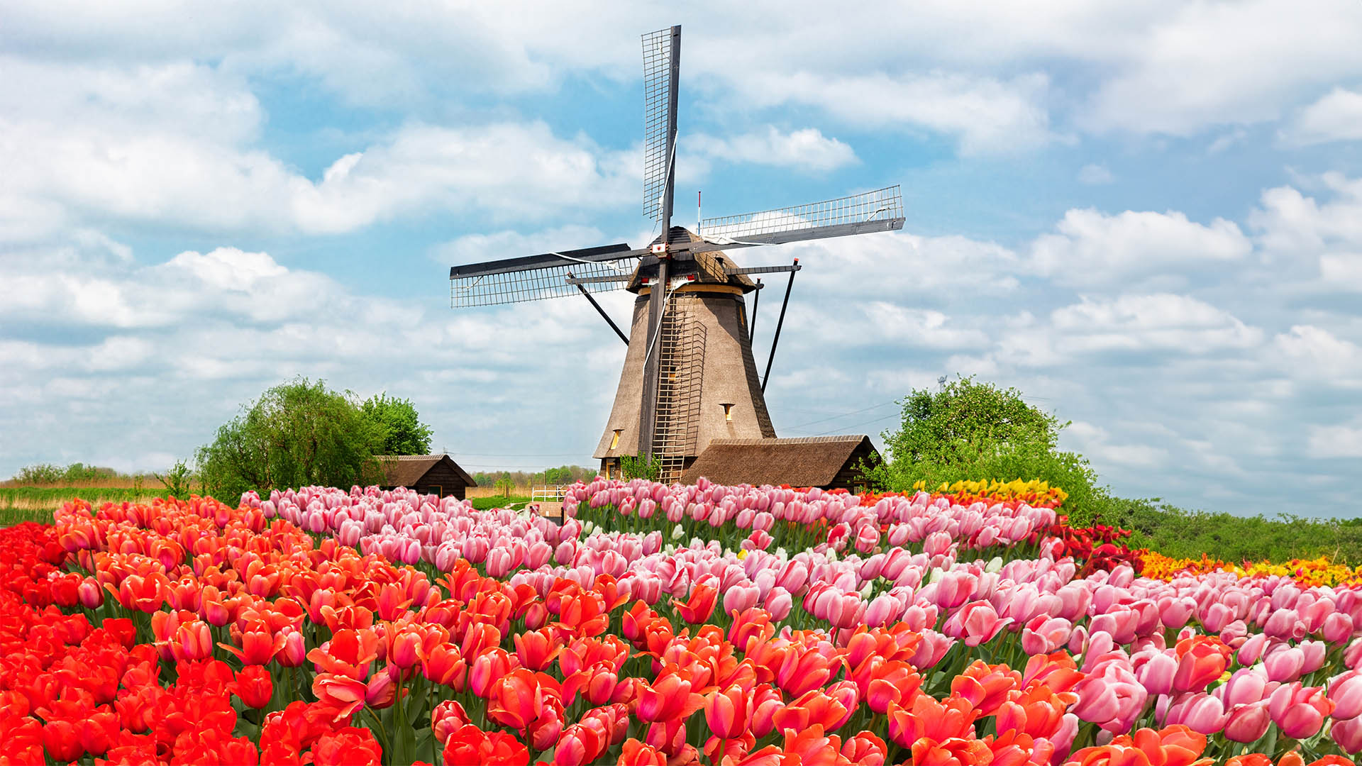one traditional Dutch windmill of Zaanse Schans and rows of tulips, Netherlands
