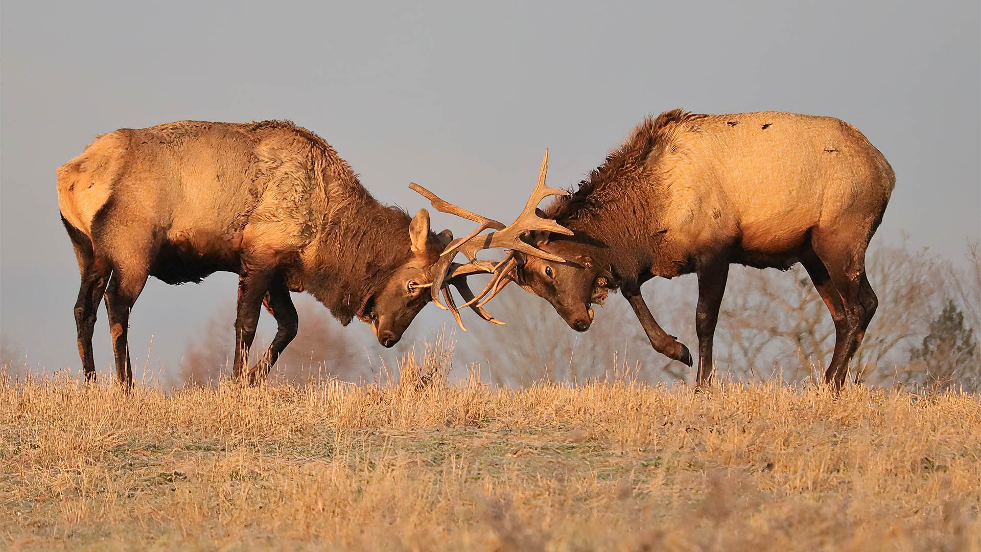 Elk bulls doing battle locking antlers