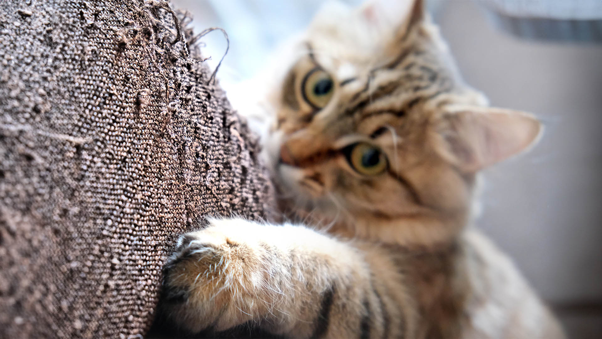 Kitten scratching fabric sofa, couch,  furniture.  Cute funny kitten, pets, Sharpening claws