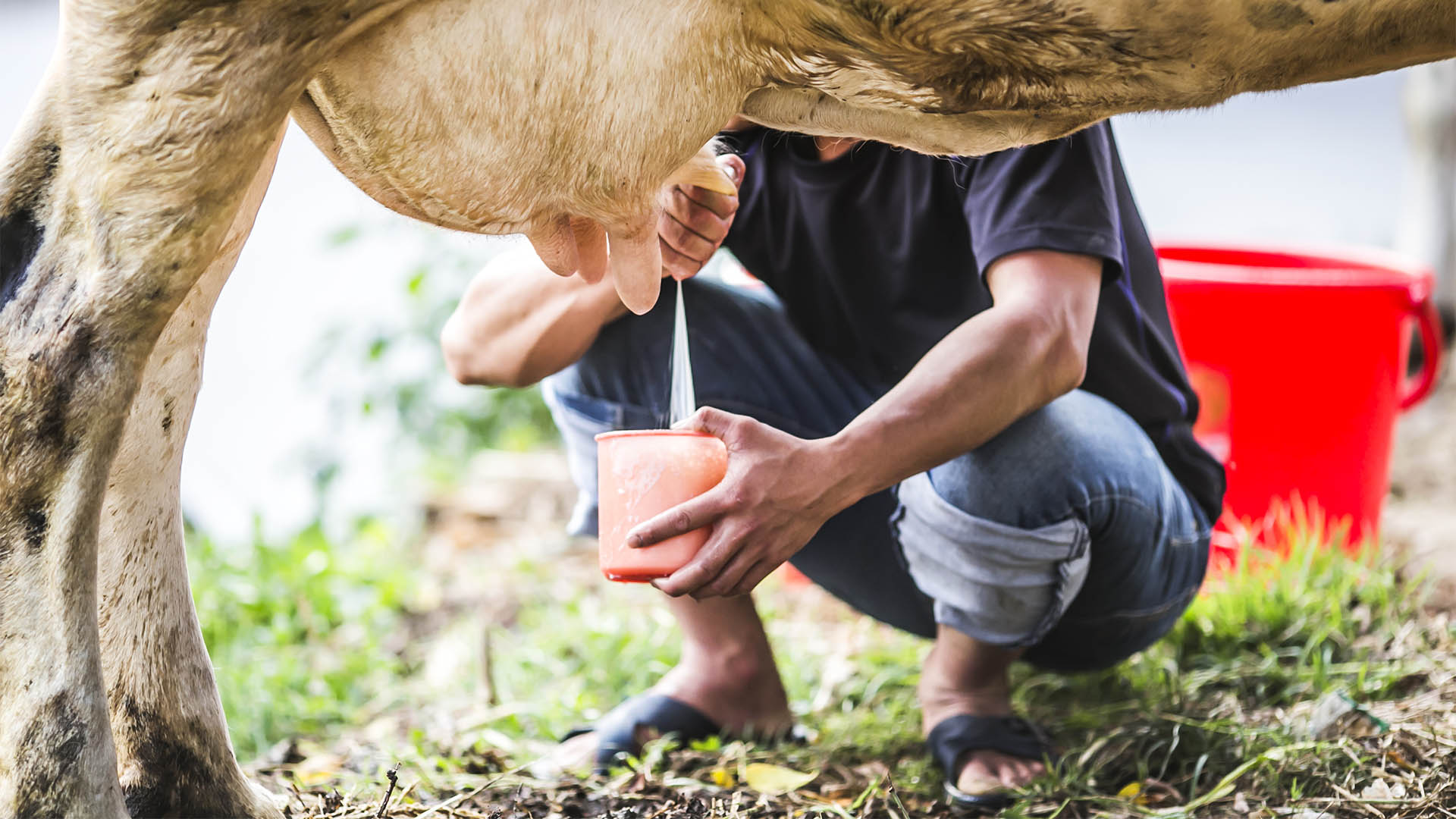 Milking cows, hand, cow