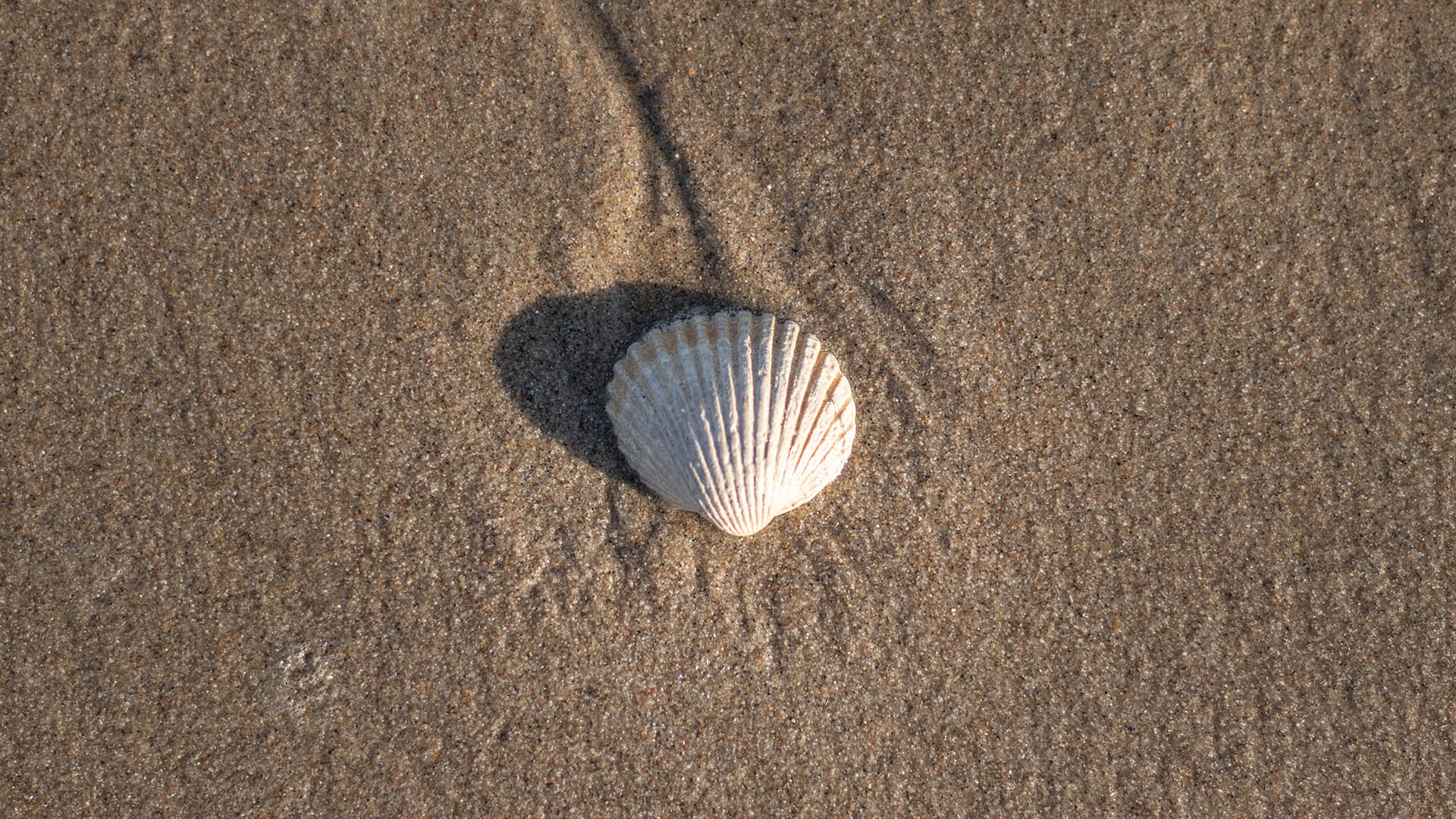 Seashell on the Dutch shore, resembling the logo of a large Dutch oil company