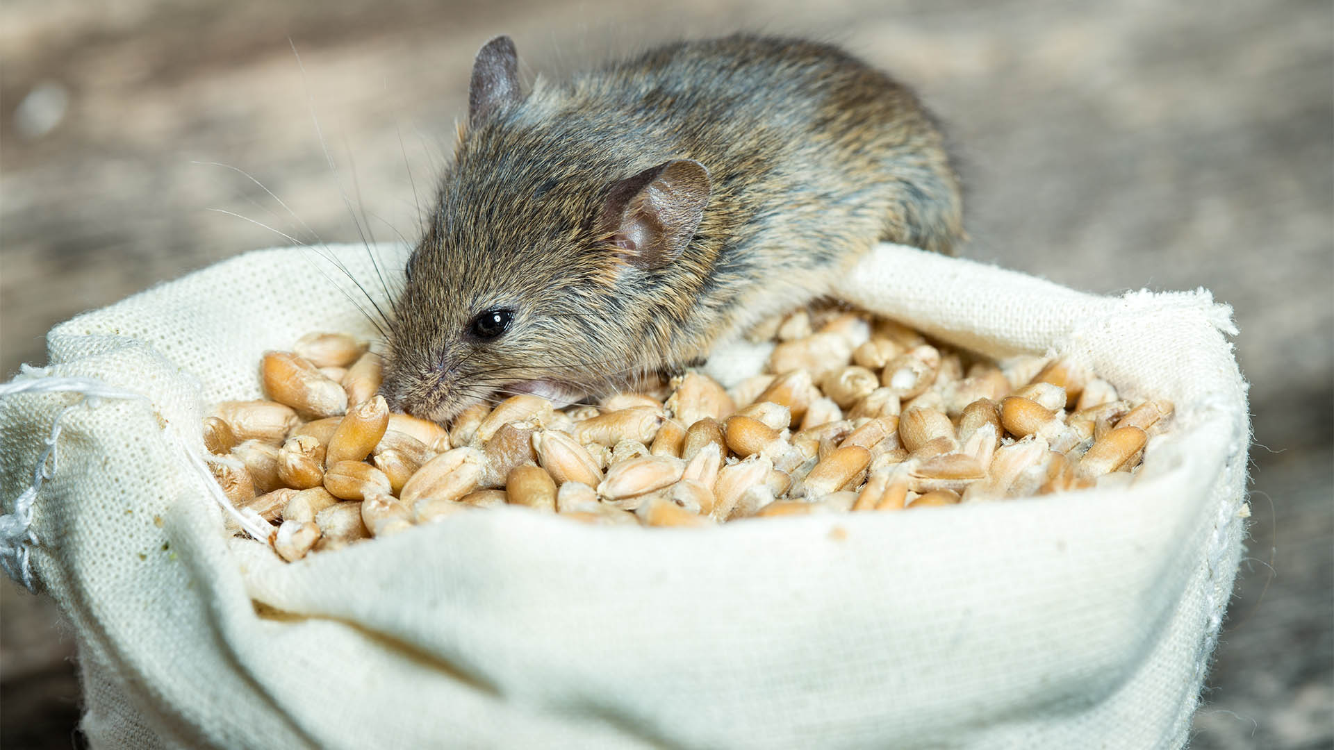 The mouse nibbles grain of wheat out of the bag