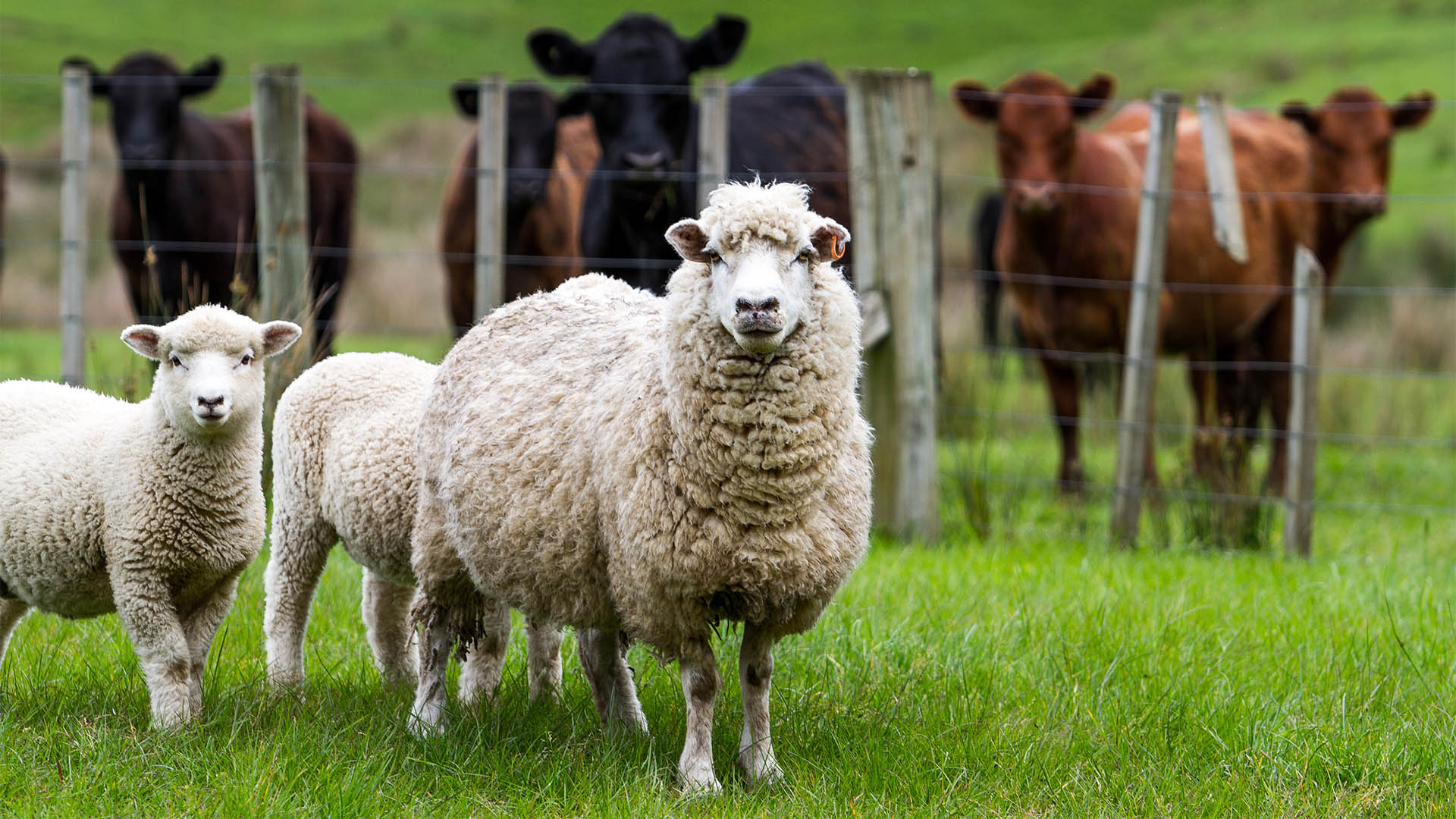 New Zealand live stock, sheep and cattle on a farm